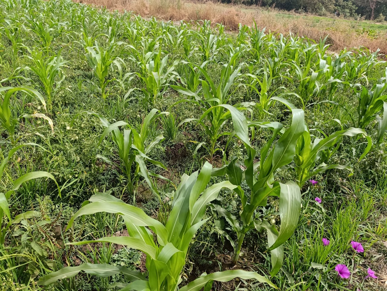 Koupéla: l&rsquo;agriculture de contre-saison, bouffé d&rsquo;espoir en saison sèche