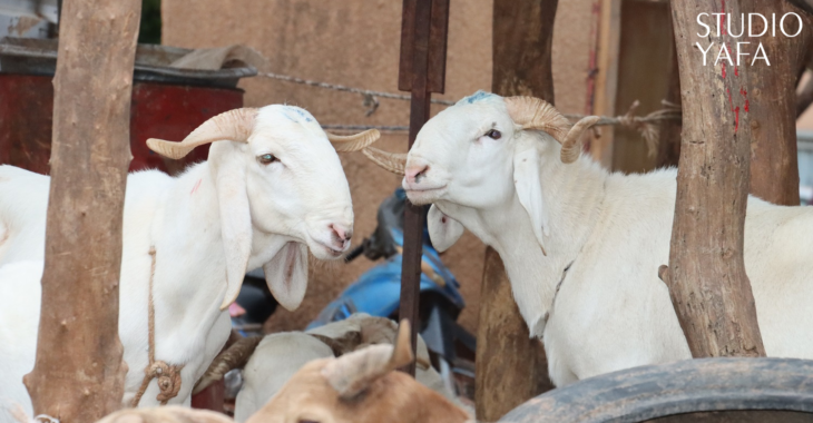 Tabaski : « L’animal doit être sain et sans défaut », rappelle imam Aboubacar Nassouri
