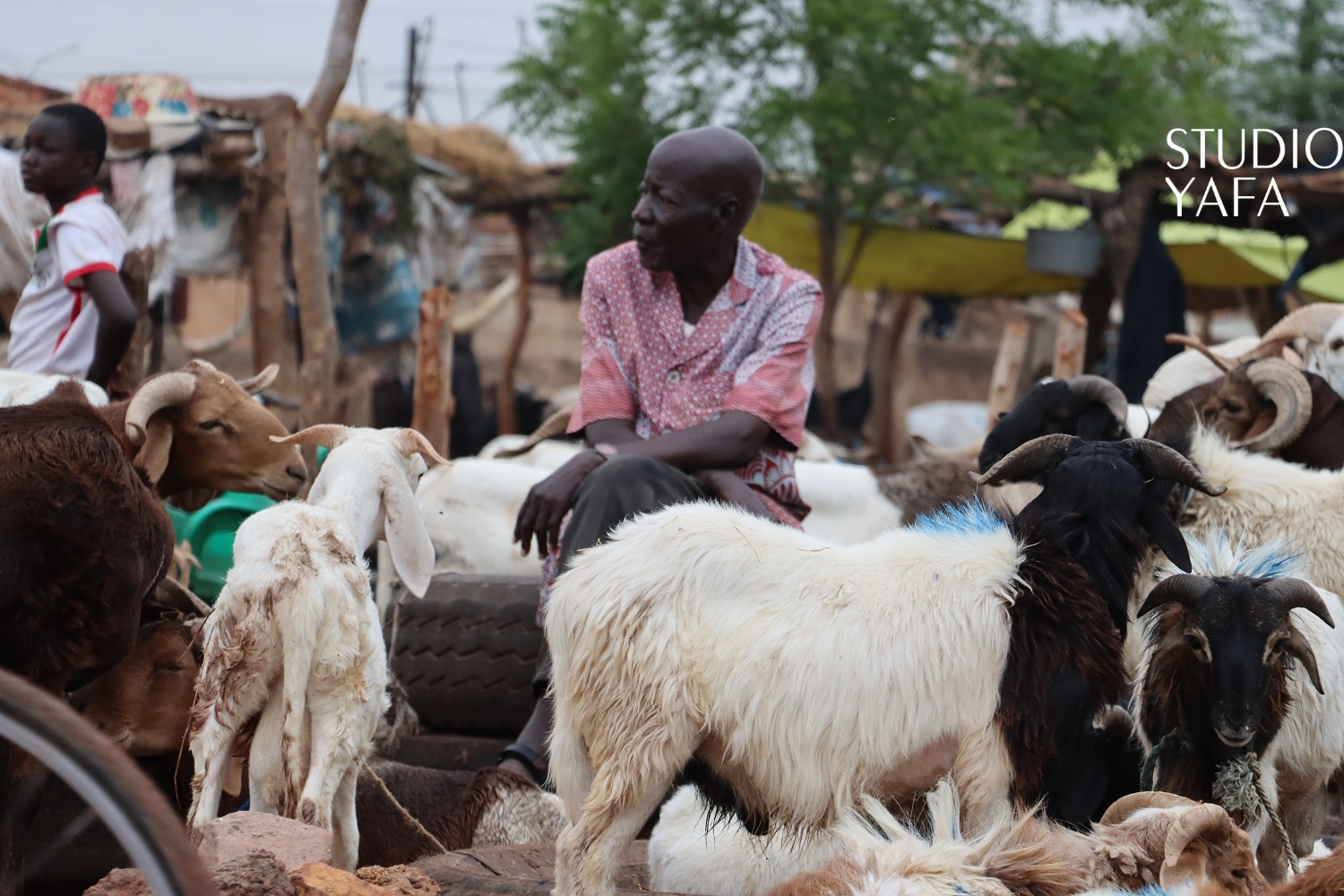 Tabaski 2026 : A Ouaga, des moutons chers malgré l’interdiction d’exportation