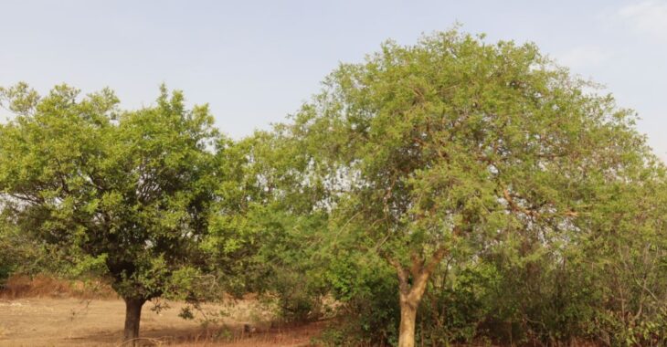 Dans la province du Nahouri, populations et autorités unies pour la protection des forêts