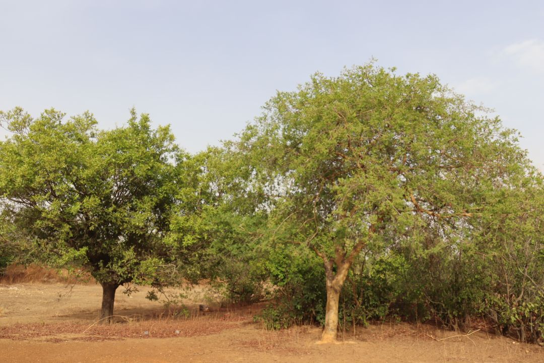 Dans la province du Nahouri, populations et autorités unies pour la protection des forêts