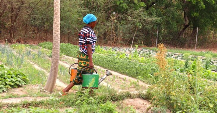 Dans le Nahouri, des femmes améliorent leurs conditions de vie à travers le jardinage