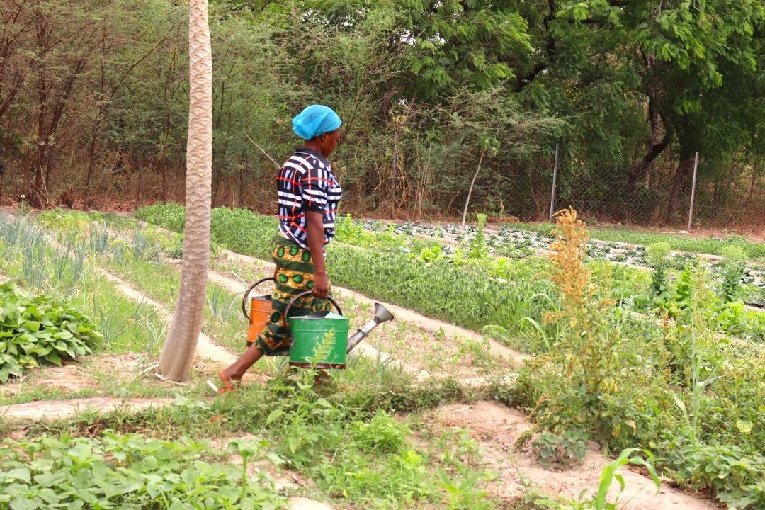 Dans le Nahouri, des femmes améliorent leurs conditions de vie à travers le jardinage