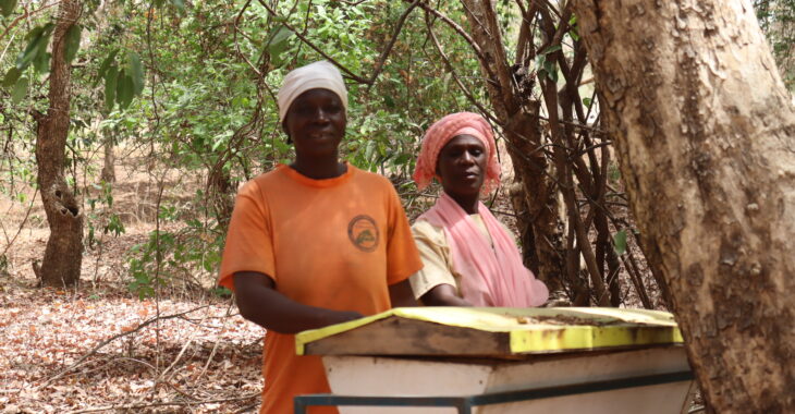 Dans le Nahouri, quand protéger la forêt est aussi une source de revenus