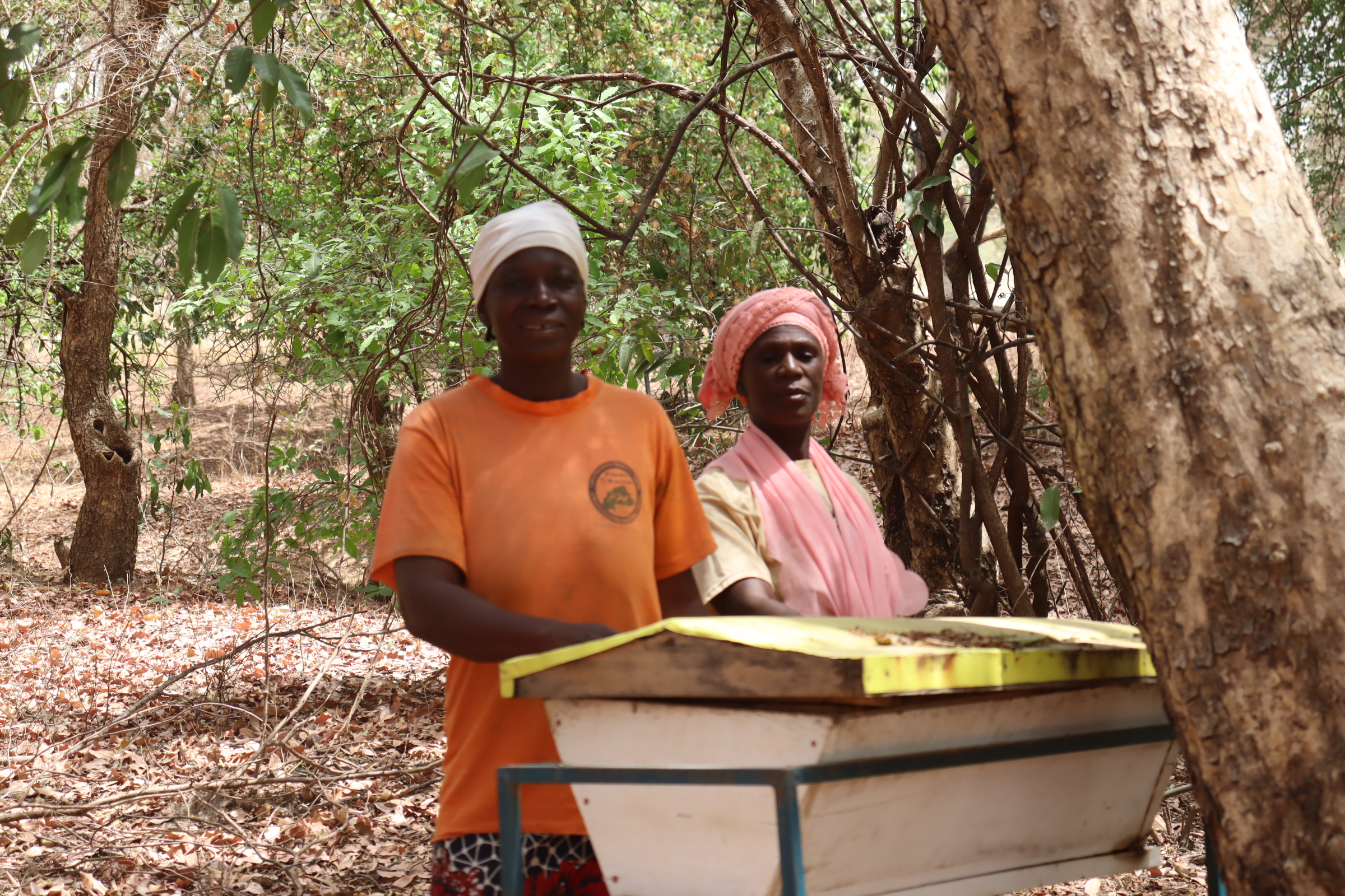 Dans le Nahouri, quand protéger la forêt est aussi une source de revenus