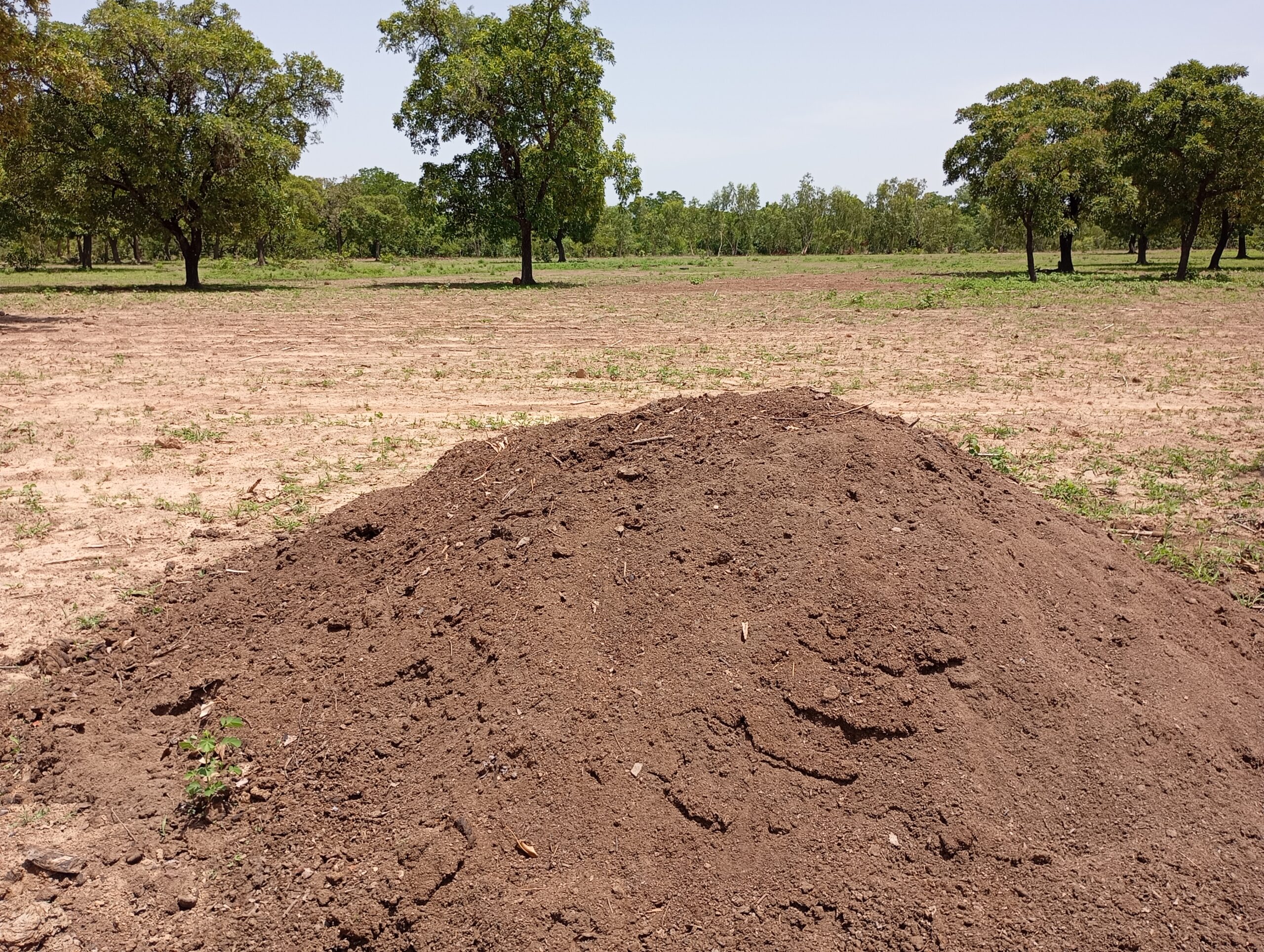 Bobo Dioulasso: des champs en attente des pluies