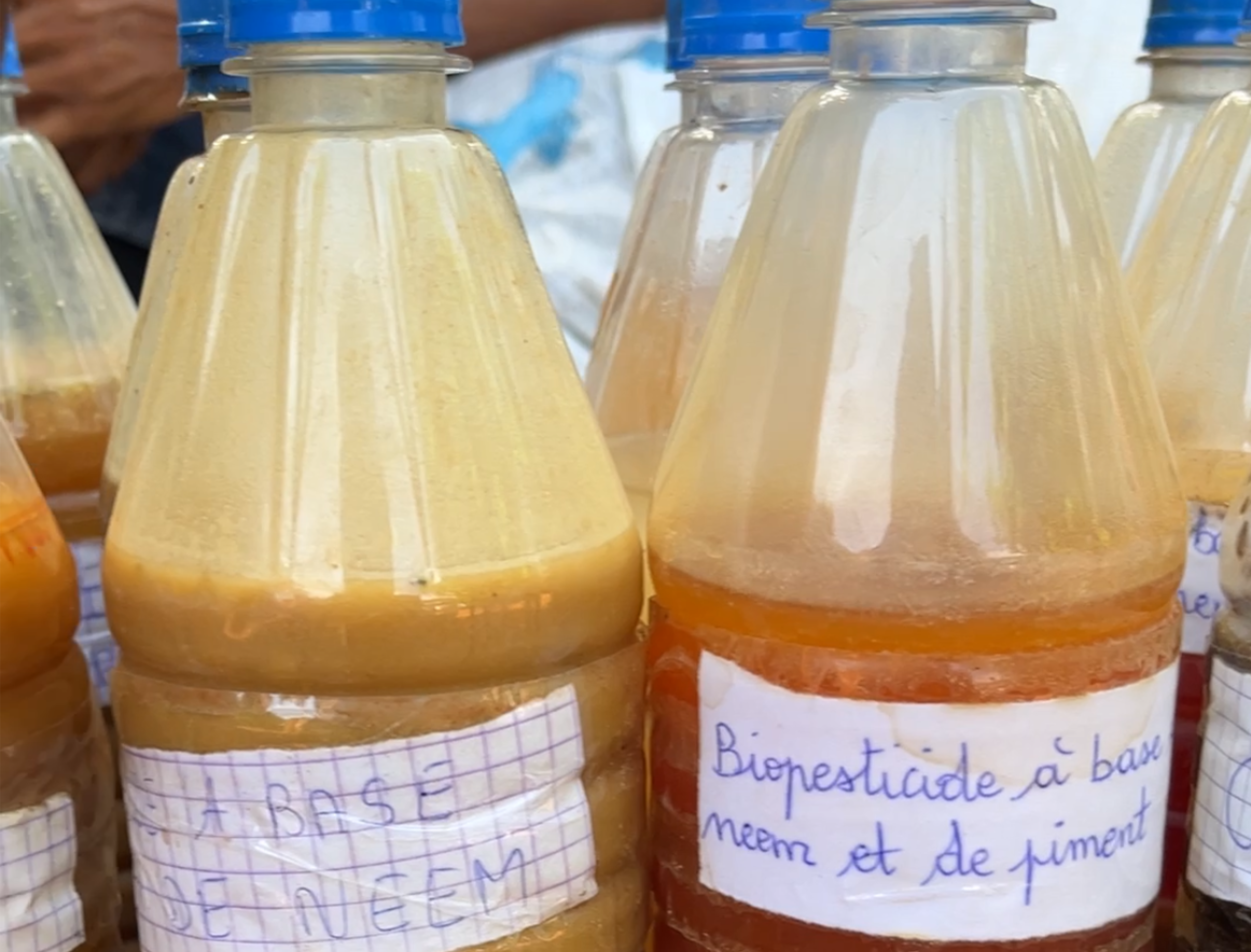 Des méthodes pour cultiver autrement grâce aux biopesticides