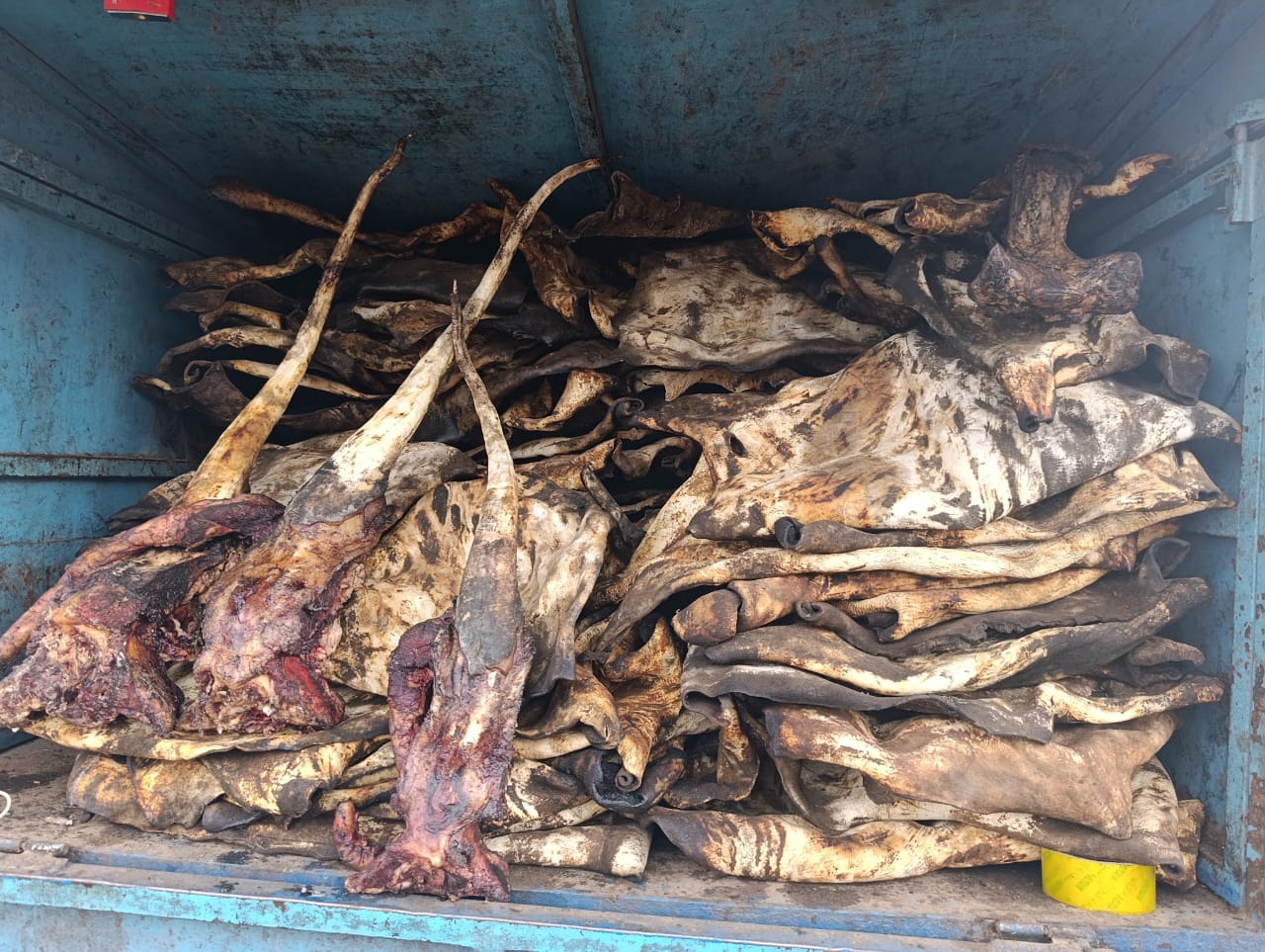 Koupéla : le commerce des peaux de bœuf ralenti par l’insécurité