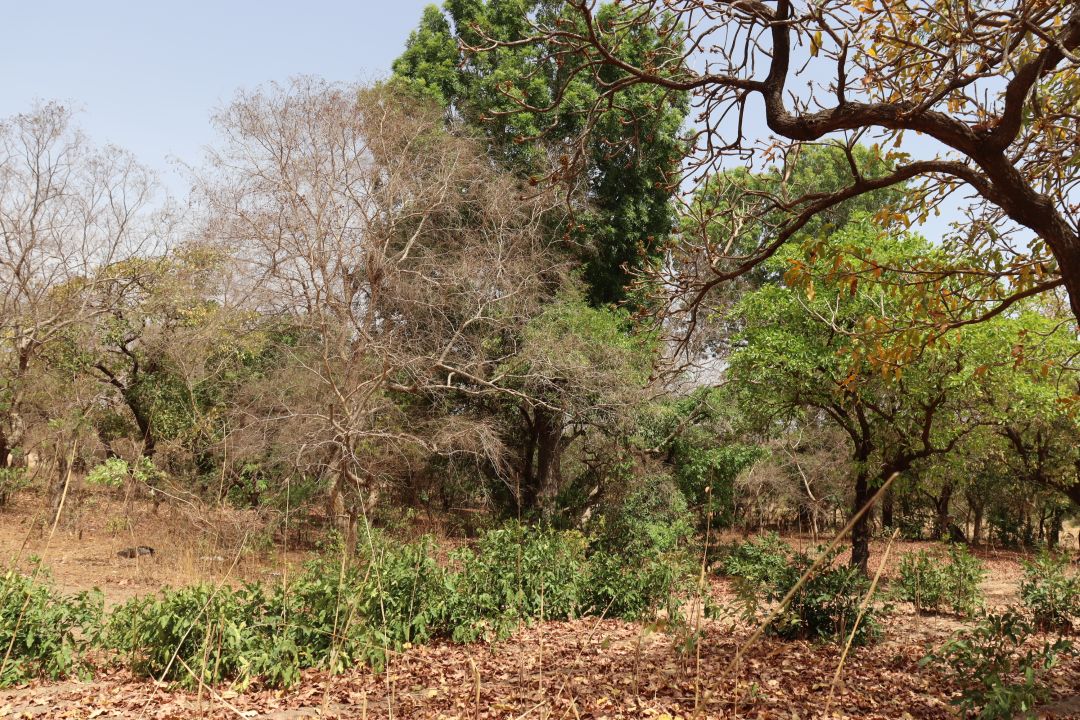 Burkina Faso : dans le Nahouri, les communautés locales prennent la défense de la forêt