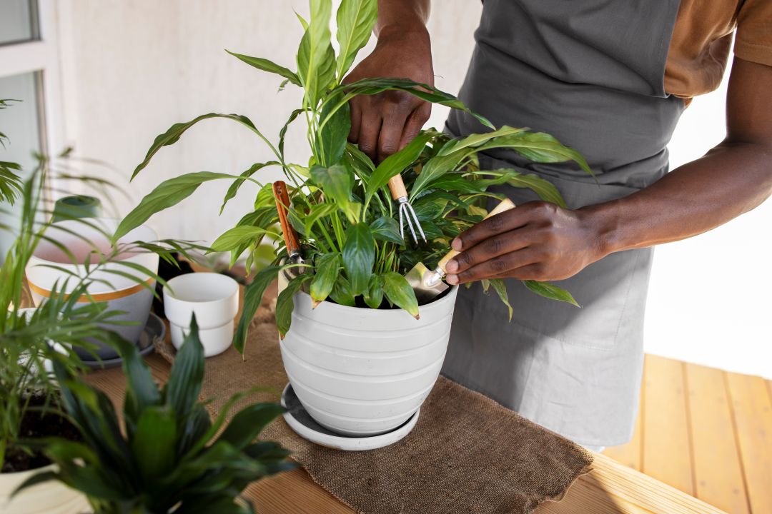 Plantes d’intérieur: une tendance qui séduit des Burkinabè