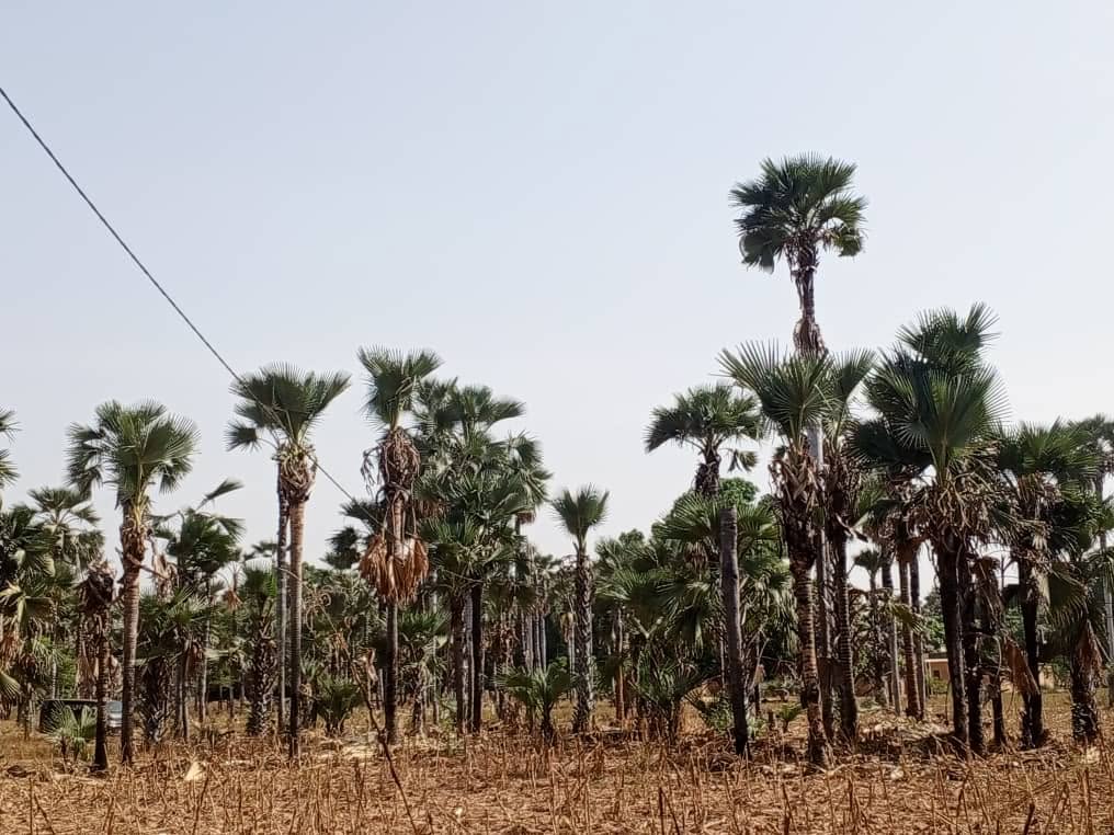 Banfora : le palmier, un arbre source de revenu pour des familles