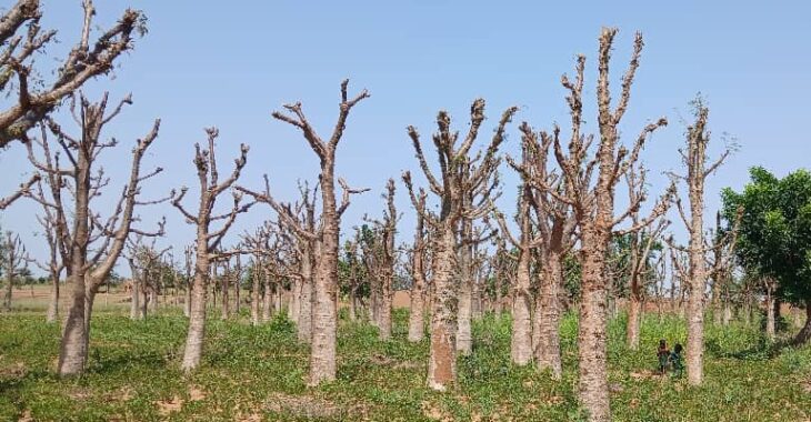 Titao : la plantation de baobabs, une source de revenus pour les familles