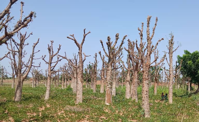 Titao : la plantation de baobabs, une source de revenus pour les familles