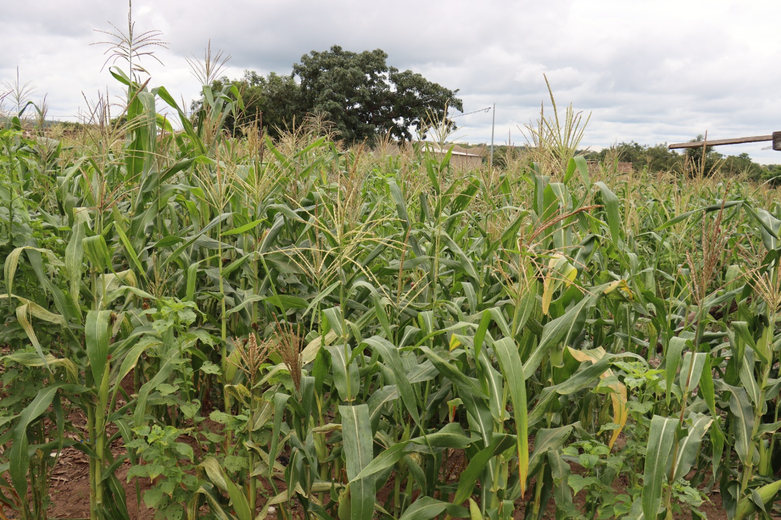 Gaoua : des populations hôtes offrent gratuitement des terres cultivables aux déplacés internes