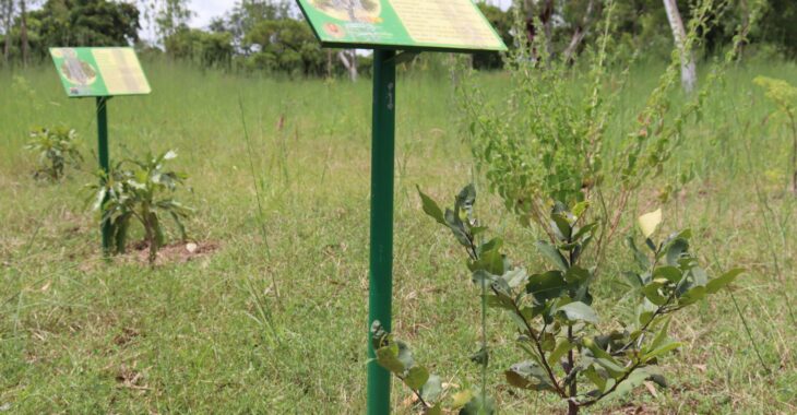 Guiba : plus de 4 000 plants pour préserver les plantes médicinales