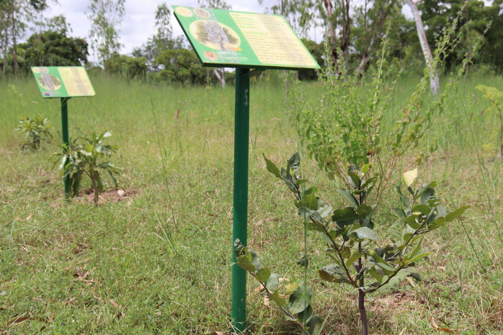 Guiba : plus de 4 000 plants pour préserver les plantes médicinales