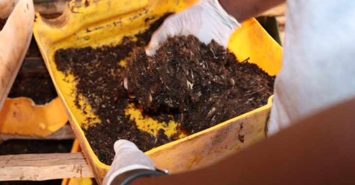 A Koudougou, de l'élevage d'asticots pour nourrir les poulets