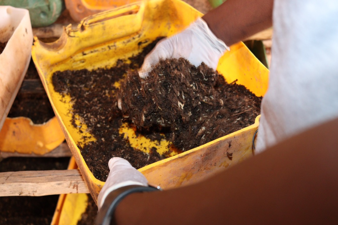 A Koudougou, de l&rsquo;élevage d&rsquo;asticots pour nourrir les poulets