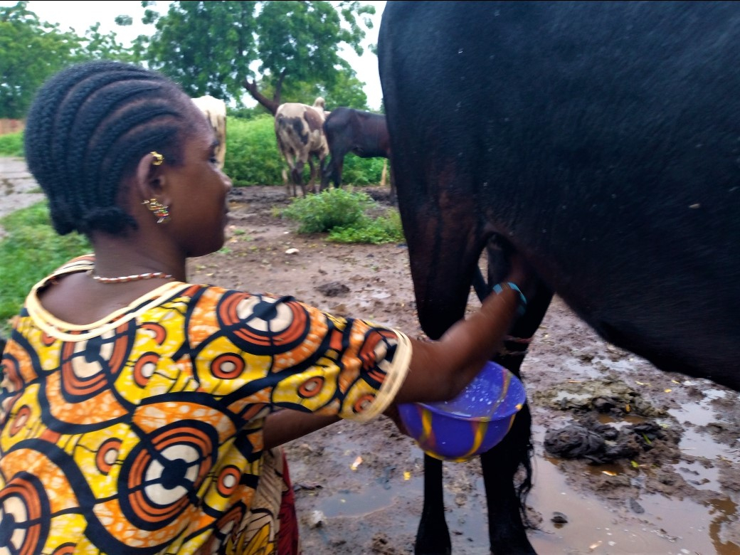 Ouahigouya : l&rsquo;insécurité menace la filière lait