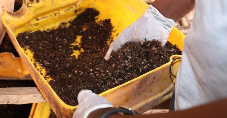 Koudougou: Les asticots comme plan B pour la volaille