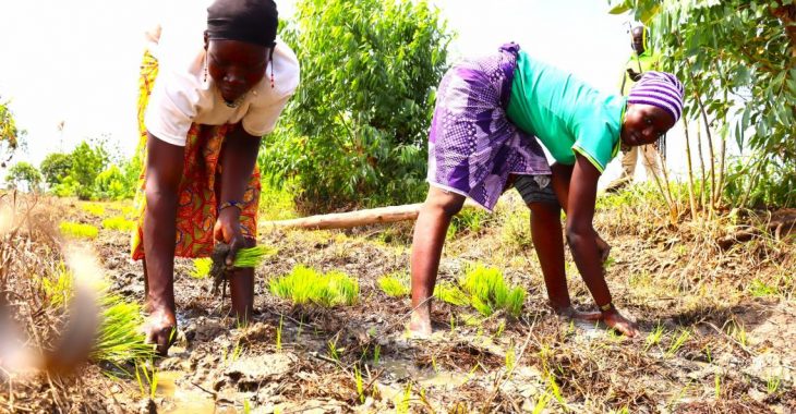 Repiqueuses de riz de Bagré: un travail harassant pour des salaires modestes
