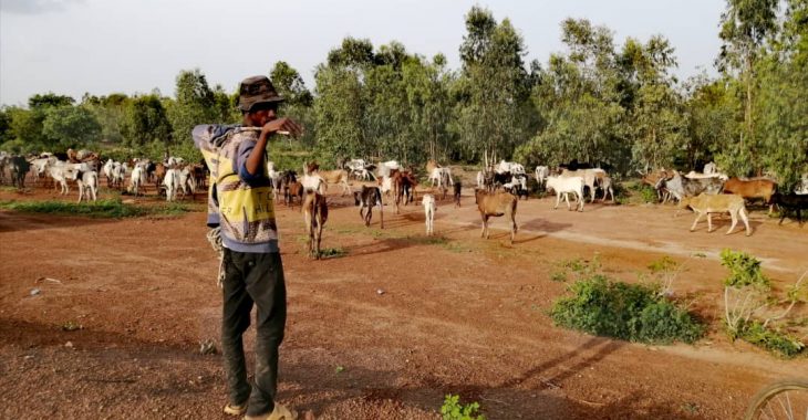 Transhumance : la galère des jeunes bergers burkinabè