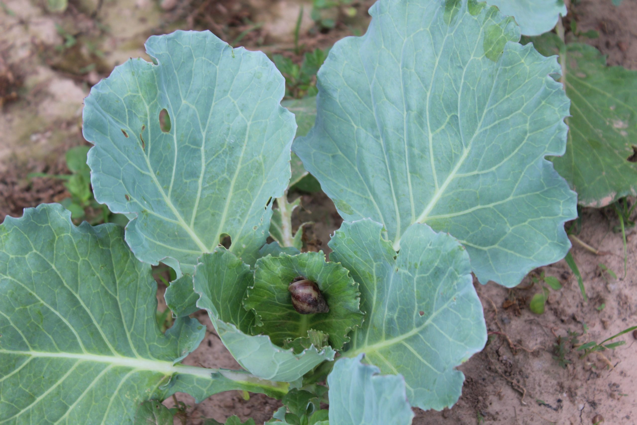 Léo : les escargots, le cauchemar des producteurs de choux et salades