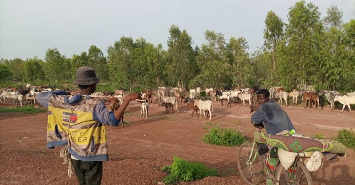 Transhumance : « au Ghana, un étranger est une étranger »