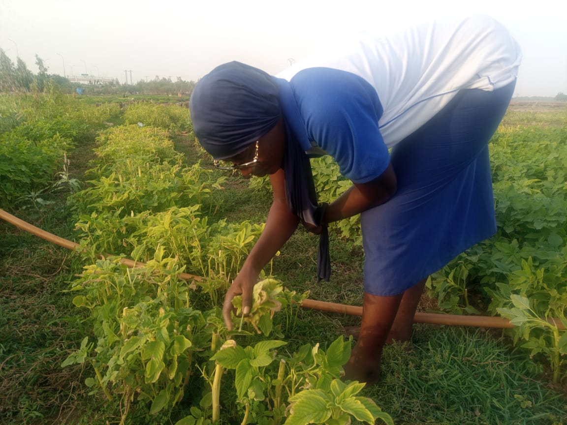 La production de l&rsquo;amarante, un gagne-pain pour des étudiantes