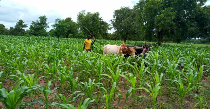 Agriculture : A Batala, des cultivateurs abandonnent le coton pour le maïs