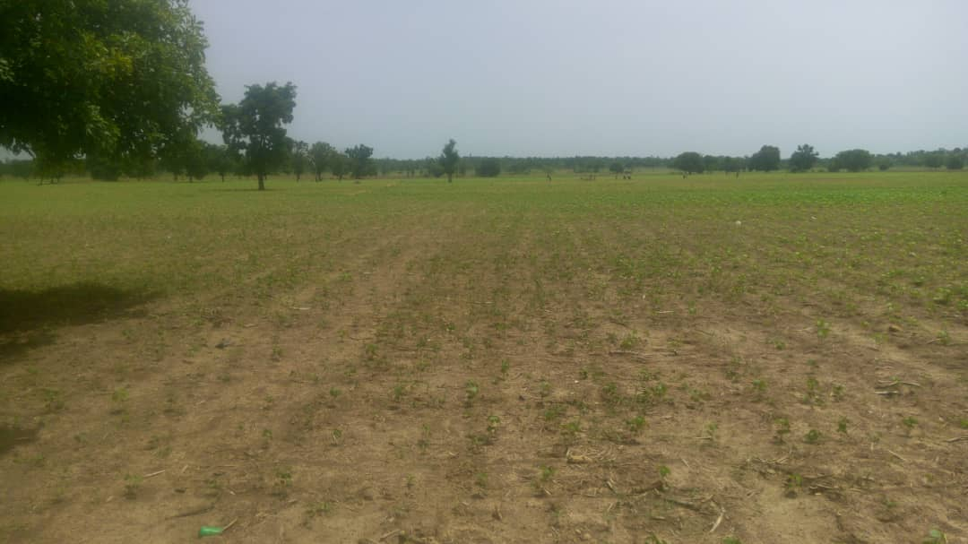 Saison agricole : l’installation tardive de pluies inquiète des producteurs
