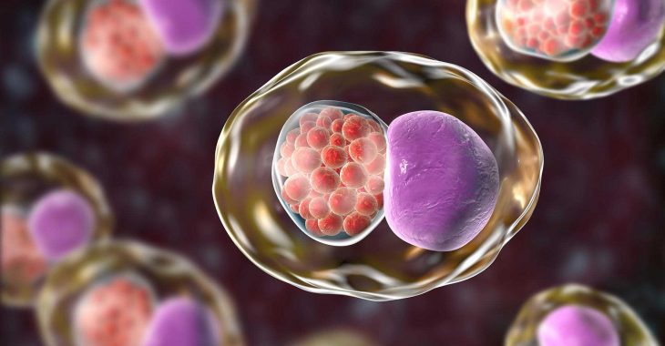 Burkina : la chlamydiose fait des ravages