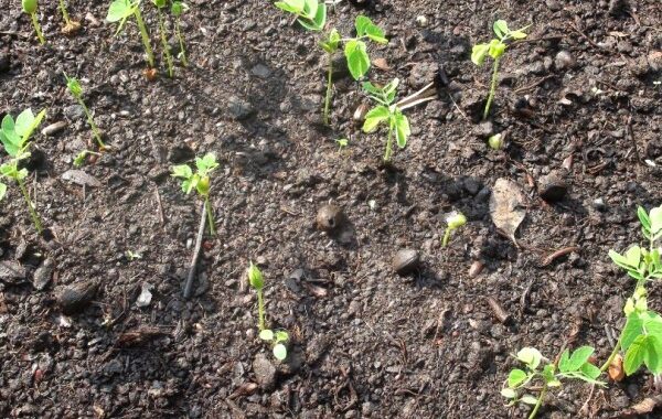 L’arbre fertilitaire peut être planté sur tout type de sol… »