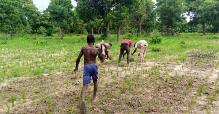 Dédougou : chez les Dakuyo, les vacances se passent dans les exploitations agricoles familiales
