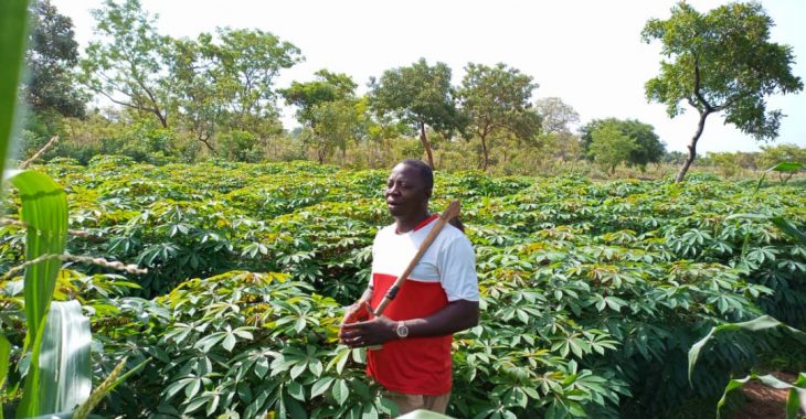 Le manioc : l’avenir des jeunes de Pananmasso