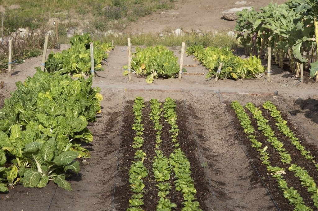 « Les enfants apprennent, dès le bas âge, à connaitre l’importance des arbres »