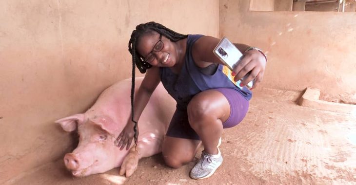 Élevage de porc : des selfies pour mieux vendre