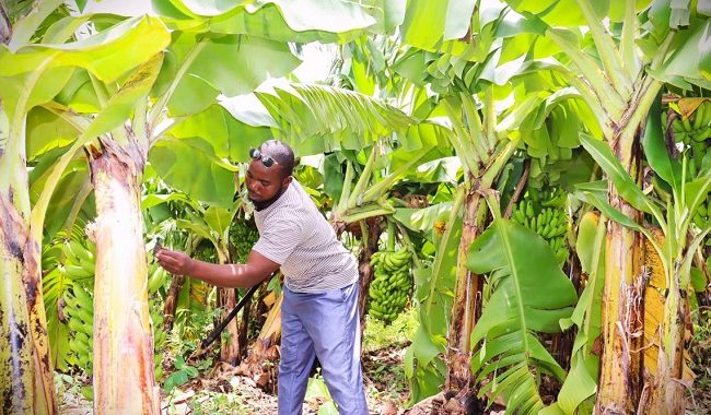 Issouf Dabré, l'ancien migrant devenu millionnaire grâce à la banane