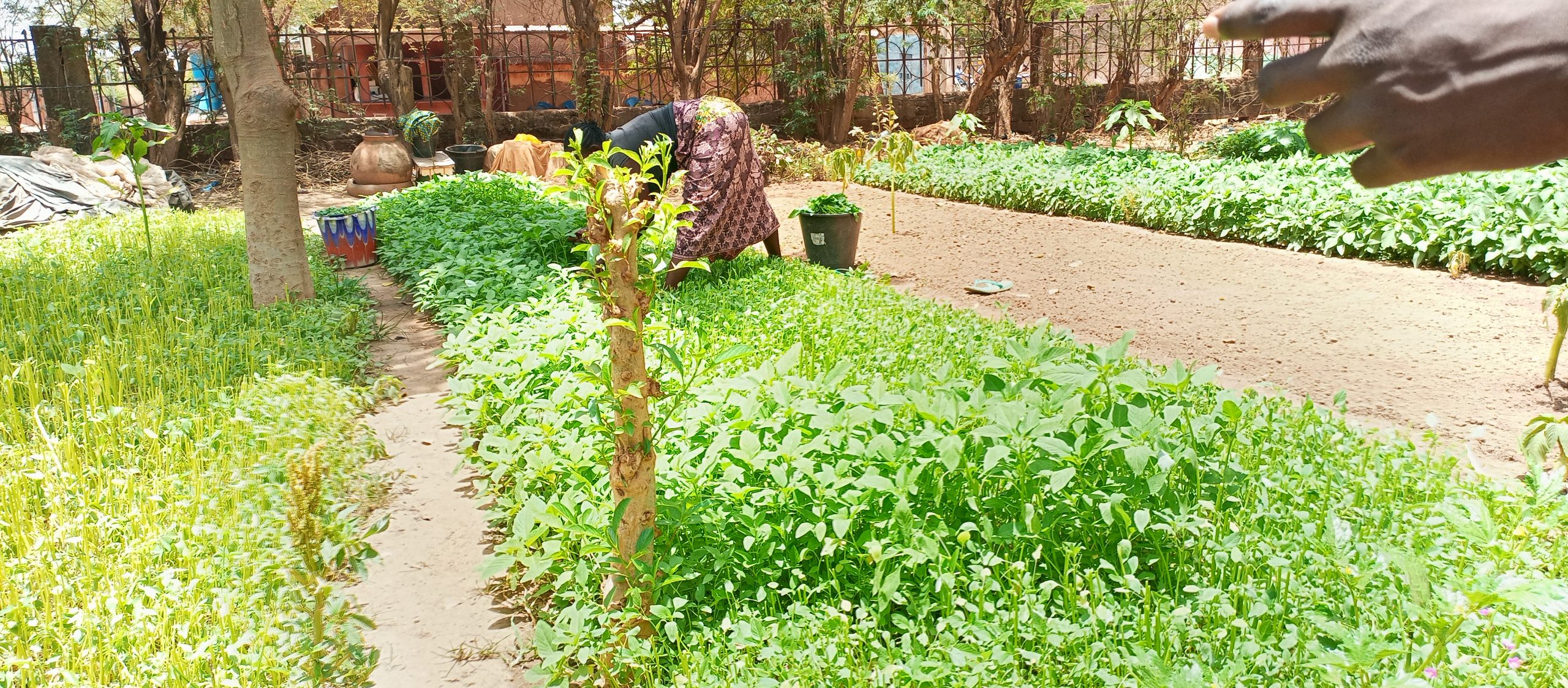 Le jardin de l&rsquo;AMIFOB, la pépinière qui nourrit les pauvres