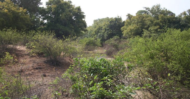 "Si l'homme est bonne santé, c'est grâce à la végétation"